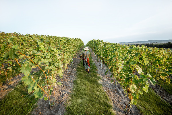'C’est toujours une tristesse de voir une aventure viticole s’arrêter' et... regretter la solidarité vigneronne ?