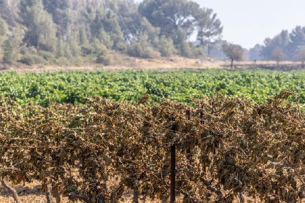 'J'ai des vignes meurtries, j'ai perdu un bois... et des voisins me demandent de finir le travail des flammes', les vignerons encore sous le choc après les incendies
