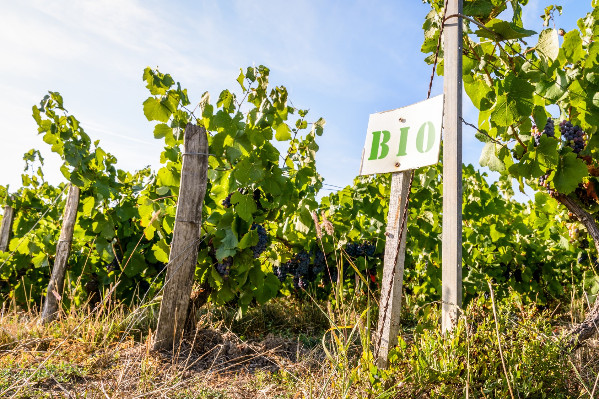 Les phosphonates incompatibles avec les vignes bio pour 8 experts européens sur 10