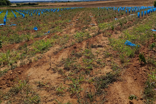 300 pieds de vignes passés au rouleau compresseur de mystérieux vandales