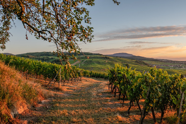 Simplification actée des surfaces viticoles en production ✅