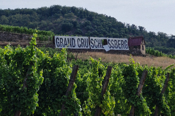 Vandalisme contre un grand cru alsacien : 'qui peut donc en vouloir à la viticulture ?'