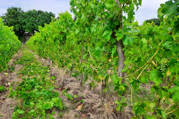 Les vendanges bretonnes triplées en 2025 avec 150 000 bouteilles espérées