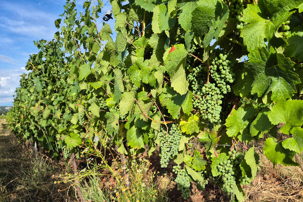 Pourquoi les vins alsaciens voient leurs rendements en baisse tendancielle chronique