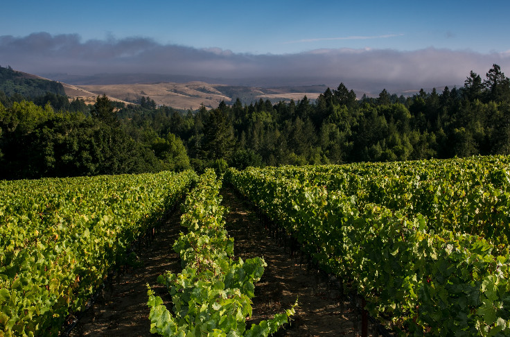 AXA Millésimes acquiert Platt Vineyard, vignoble de la Sonoma Coast, en Californie
