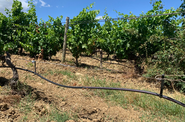 Les sources d’irrigation qui restent autorisées dans les vignobles sous interdiction préfectorale