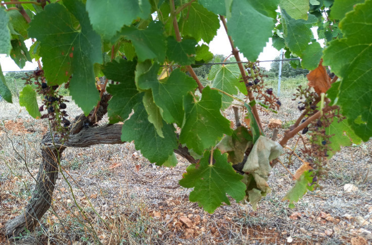 Pour que les sangliers lui lâchent ses grappes, il ouvre ses vignes aux campeurs et noceurs 📣🐗🍇