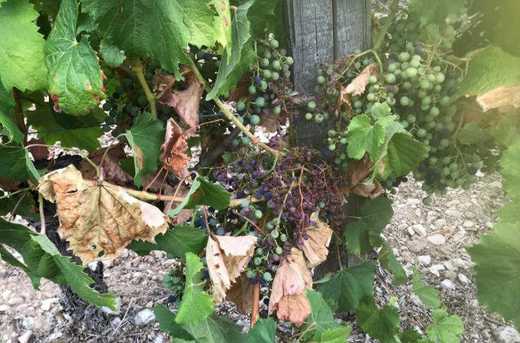 Le vignoble de Cahors fébrile face à la sécheresse et aux chaleurs