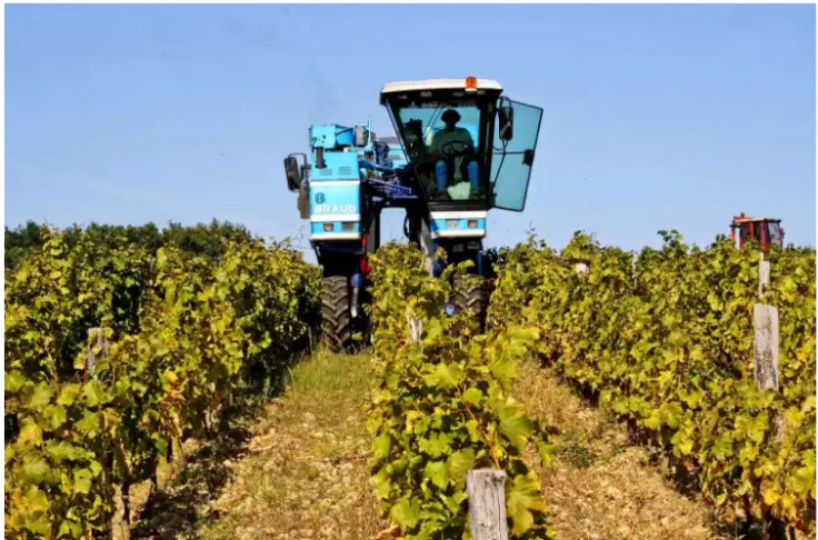 Les vignerons face à des vendanges très hétérogènes