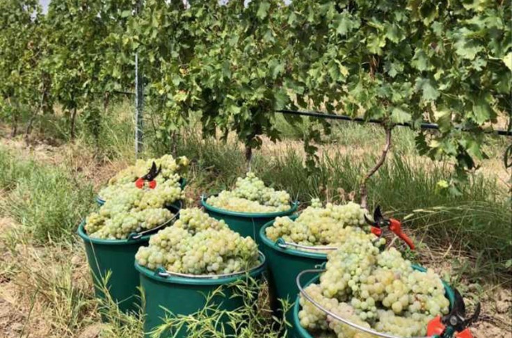 Bon début de récolte pour les vignerons de Corse