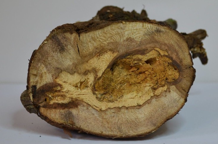 Un traitement biologique contre les maladies du bois de la vigne