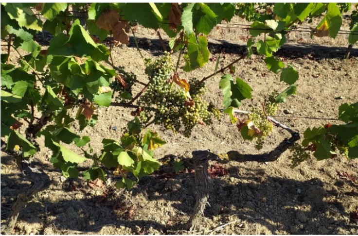 Stress hydrique critique pour les vignes du Val de Loire