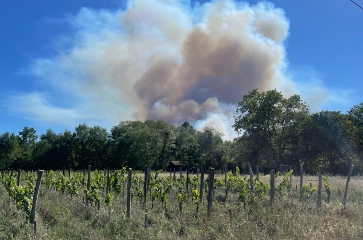 Plusieurs analyses pour les vignobles voisins des incendies 