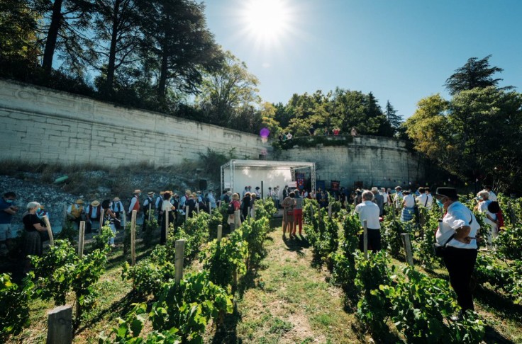 Le ban des vendanges se réinvente à Avignon