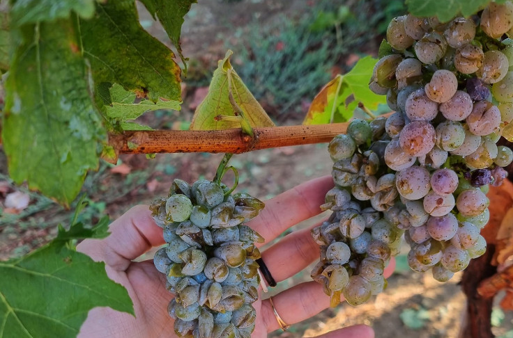 La grêle frappe plusieurs parcelles du Sud à la veille des vendanges