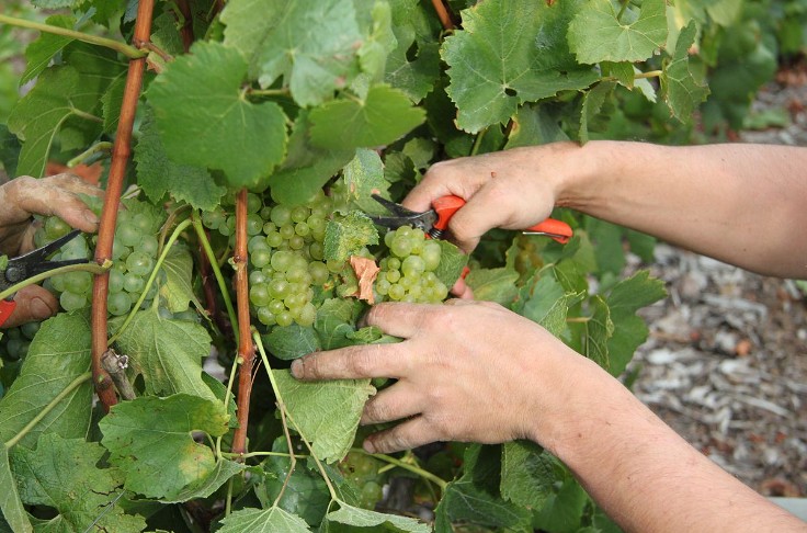 Les vendanges ont officiellement démarré le 22 août en Champagne