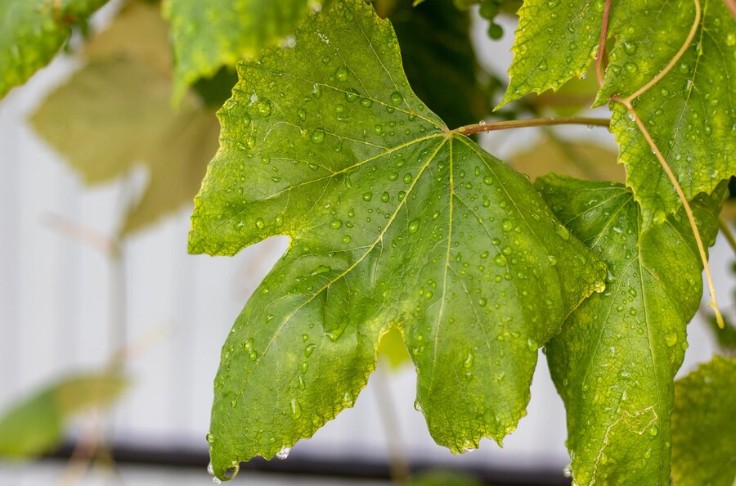 Les pluies vont améliorer la qualité des vendanges
