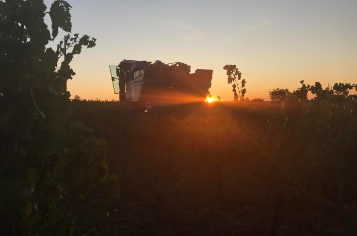 Des vendanges plus sereines en Ardèche