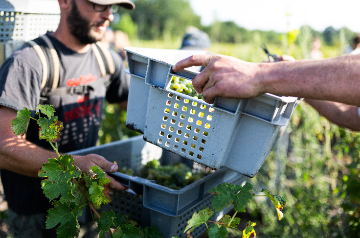 Vendanges précoces en route en Gironde