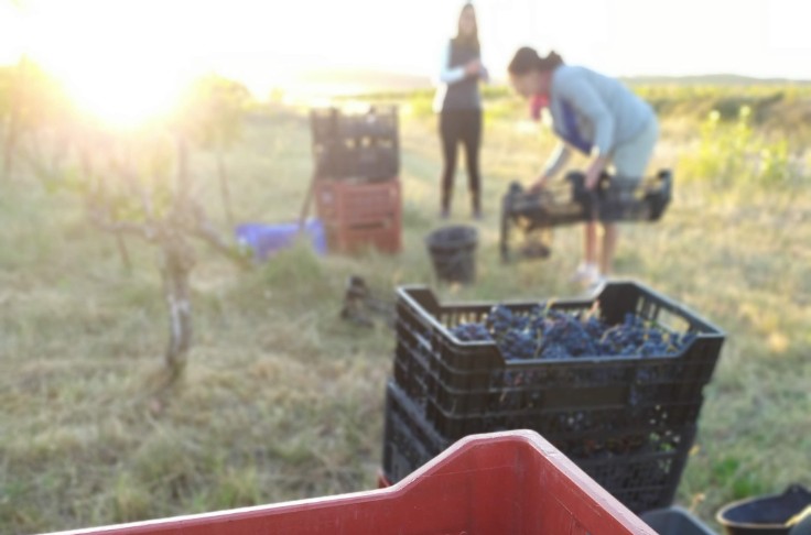Des vendanges pour petits et grands chez les vignerons de l’Hérault