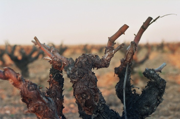 Des pistes dès la plantation du vignoble pour retarder la maturation 