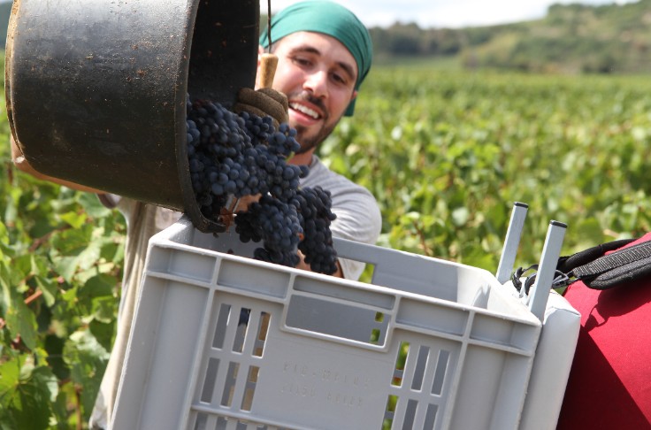 Début des vendanges et retour du moral en Bourgogne