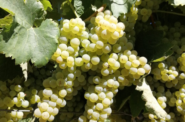 Bonnes perspectives de vendanges dans le vignoble de Cognac