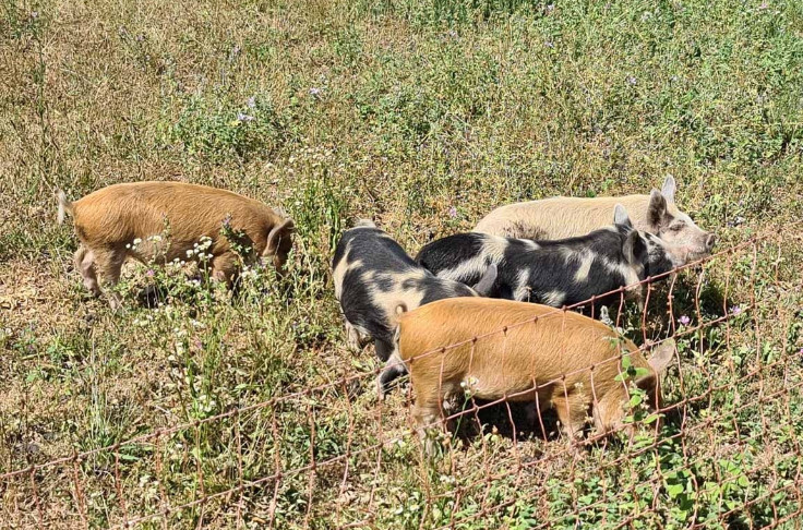 Des cochons dans les vignes pour entretenir l’interrang et le cavaillon