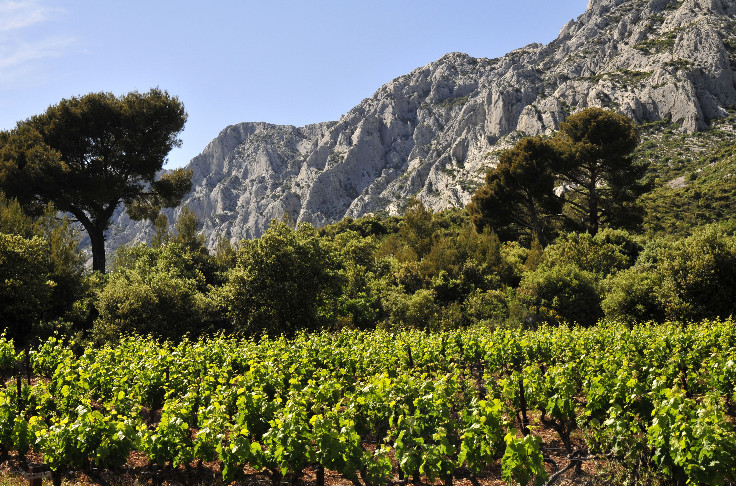 Bonne dynamique commerciale pour les vins de Provence