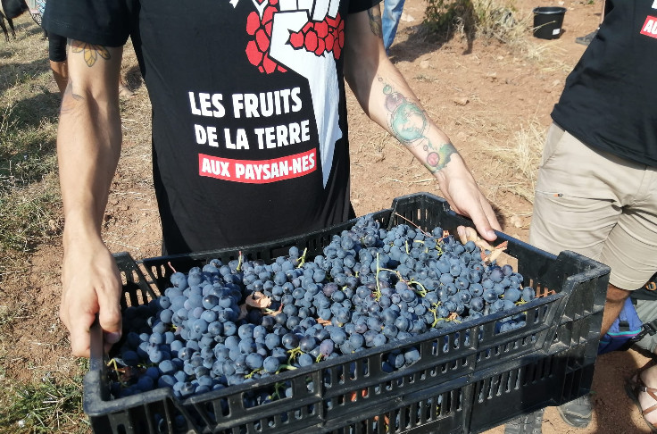 Vendange sauvage contre LVMH et la spéculation en Provence