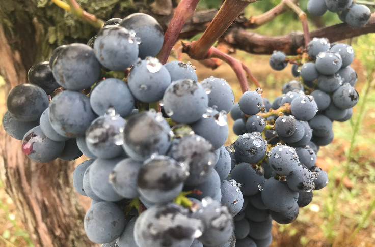 Pétition vigneronne pour l’arrachage et le remodelage de Bordeaux   