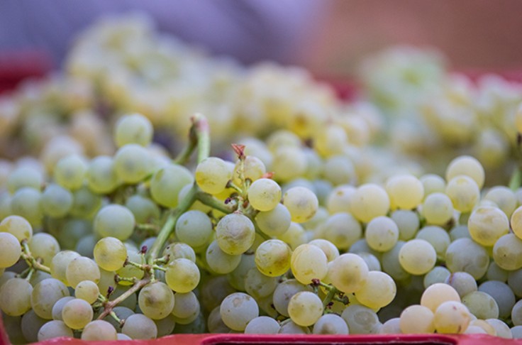 Attention aux vinifications 2022, les jus blancs et rosés brunissent facilement