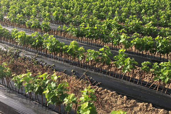 'Sans eau, pas de plants' de vignes alertent les pépiniéristes