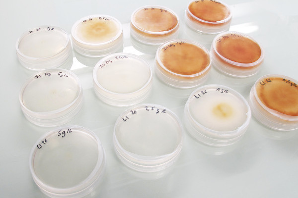 5 millions € pour qu’un bouillon d’algues remplace la bouillie bordelaise sur vigne