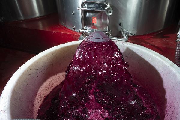 Chacun sa recette pour vinifier des vins rouges à boire frais