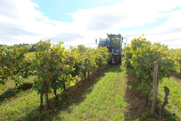  Quatre machines à vendanger sur le gril charentais
