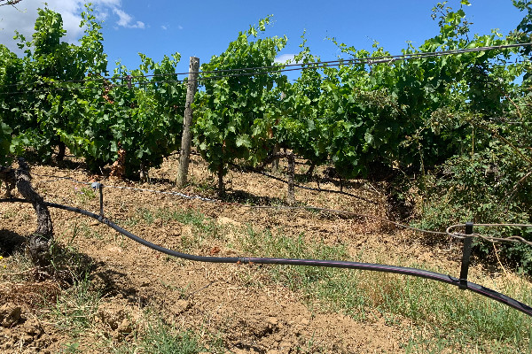 Les sources d’irrigation qui restent autorisées dans les vignobles sous interdiction préfectorale