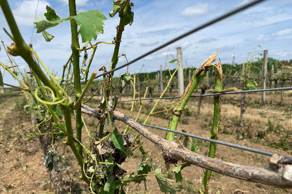 40 millions € pour un fonds d’urgence et un appel à la 'bienveillance' des banques et assureurs pour les domaines grêlés