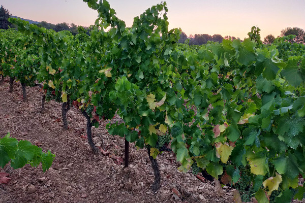 Sécheresse et chaleurs, le vignoble de la moitié Sud en souffrance