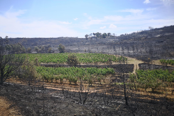 Des sénateurs veulent élargir les aides 'coupures de combustible' aux vignes jouant les pares-feux   