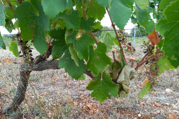 Pour que les sangliers lui lâchent ses grappes, il ouvre ses vignes aux campeurs et noceurs 📣🐗🍇