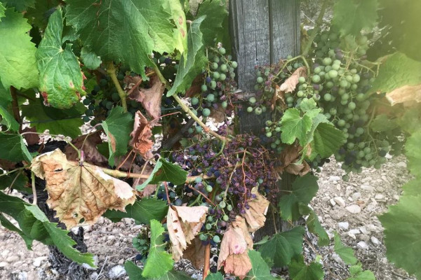 Le vignoble de Cahors fébrile face à la sécheresse et aux chaleurs
