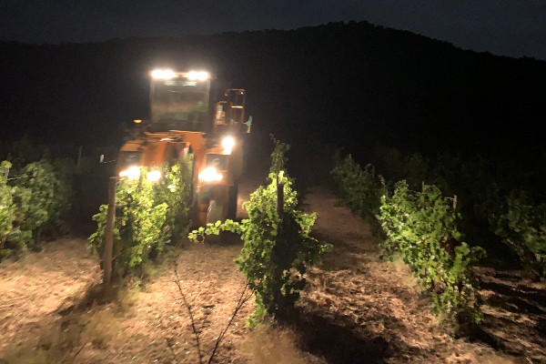 'Fenêtre de tir très réduite' pour vendanger les thiols frais de sauvignon blanc