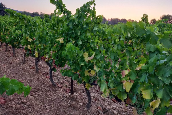 Contraintes hydriques et thermiques menacent les vendanges 2022 et 2023