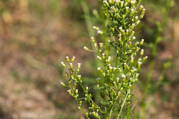 La question des effets de l'érigéron dans les vins fait débat 