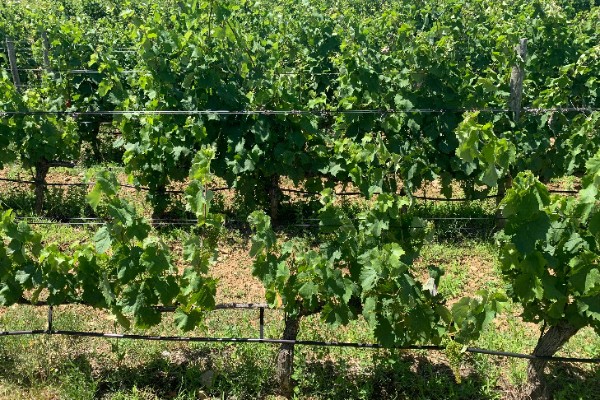 Des vignerons privés d’irrigation, même au goutte-à-goutte