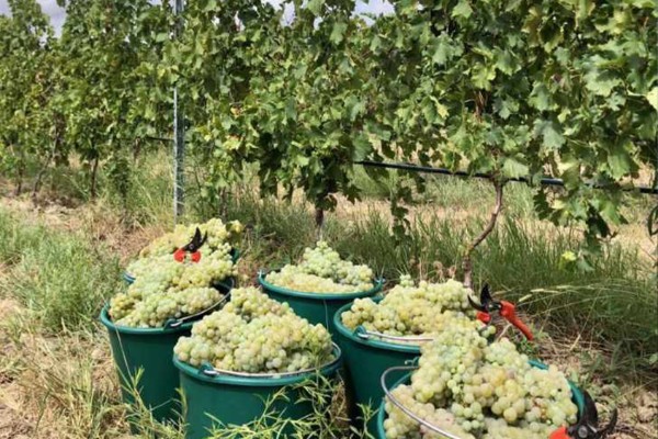 Bon début de récolte pour les vignerons de Corse