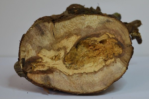 Un traitement biologique contre les maladies du bois de la vigne