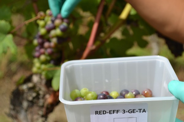Les vignerons vont récolter de petites baies