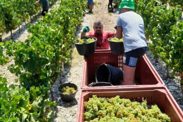 Précocité record pour les vendanges de la Clairette de Die